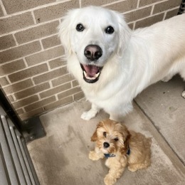 two dogs looking at a camera